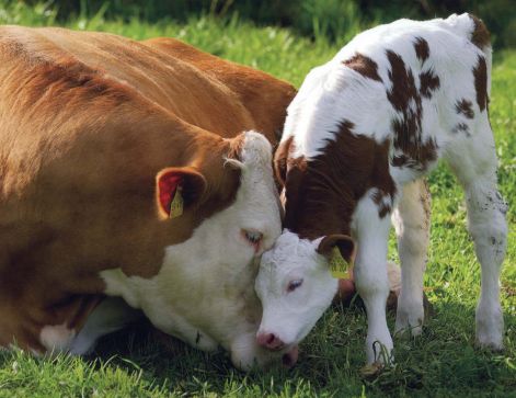 loving-mother-cow-and-calf1.jpg